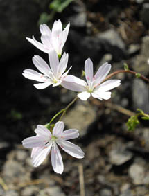 Lewisia columbiana 'Alba'